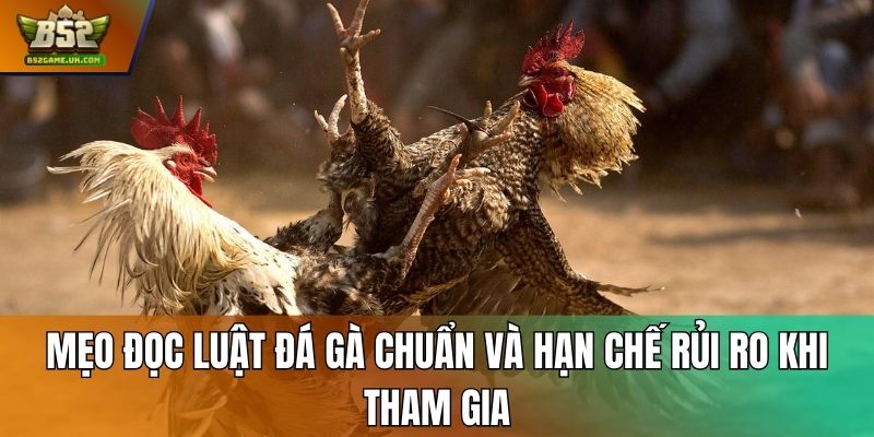 Mẹo đọc luật đá gà chuẩn và hạn chế rủi ro khi tham gia
